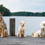 Dog Poop Pickup in Addison Michigan