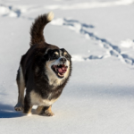 Dog Poop Pickup in Addison Michigan