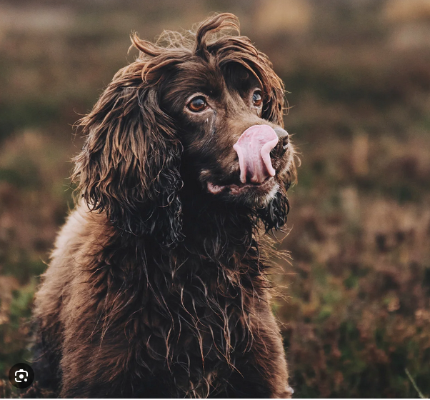 Dog Poop Pickup in Addison Michigan