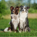 Dog Poop Pickup in Addison Michigan